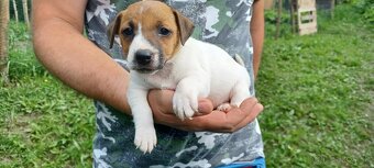 Jack russel terier šteniatka - 2