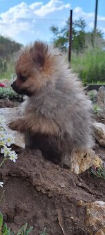 Oranžový špic -Pomeranian - 2