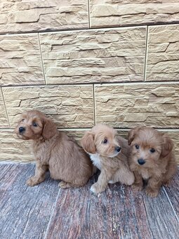 Maltipoo,maltipo - 2