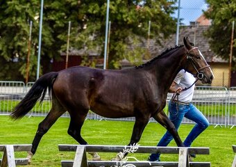 Kobyla sliezsky teplokrvník ( šlonzák ) - 2