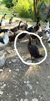 Kačičky hľadajú labužníka ... 8 eura/ kus - 2