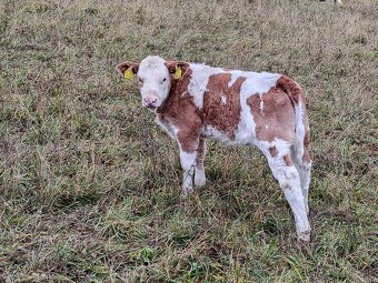 Predám kravu - 2