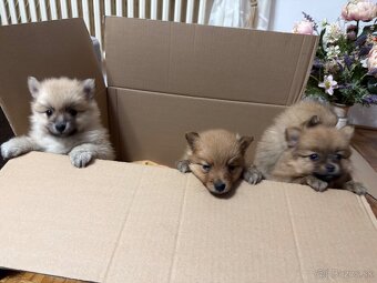 Roztomilé šteniatka nemeckého špica na predaj - 2