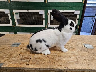 Predám týchto samcov - 2