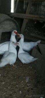 Kačice - Čínska Pekingská kačica - 2