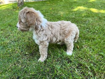 Maltipoo - 2