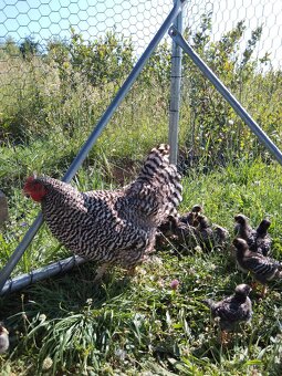 Kvočka amroks a 15 kuriatok - 2