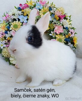 Zakrslý králik s VP - samček WO - 2
