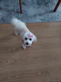 Predám psíka Maltipoo - 2