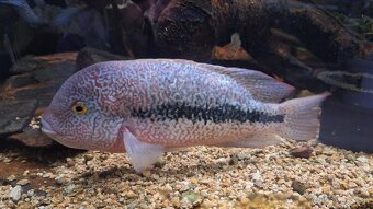 Predam cichlidy Vieja hartwegi Rio Grijalva F1 - 2