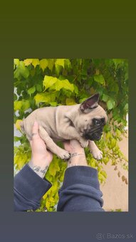 Francúzsky Buldoček - 2