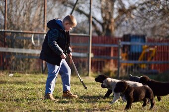 Stredoázijský ovčiak SAO s PP - 2