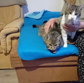 Darujem kocúrov - 2