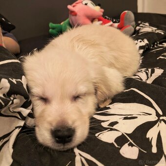 Zlatý retriever - 2
