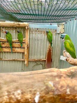 Alexander čínsky - 2