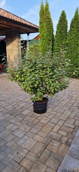 Elaeagnus x ebingei - 2