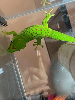Predám 0,1 phelsuma m. grandis - 2