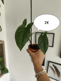 Izbové rastliny - 2