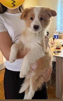 Border kólia, Borderka - 2