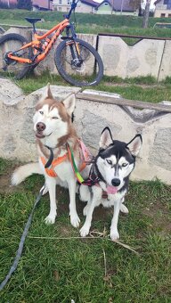 Sibírsky husky na krytie - 2