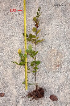 Predám Hraby, na živý plot alebo samostatnú výsadbu - 2