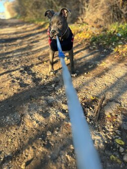 Americký staffor - 2