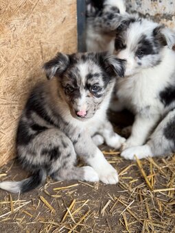 Fenka Border kolia blue merle - 2