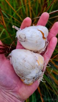 Okrasný cesnak summer drummer 180 cm - 2