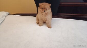 Pomeranian fenka - 2