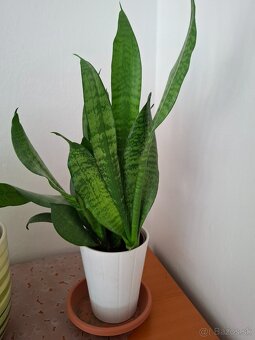 ++× Rezervované +++ rastlina - svokrin jazyk - 2