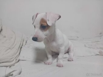 Šteniatka Jack Russell - 2