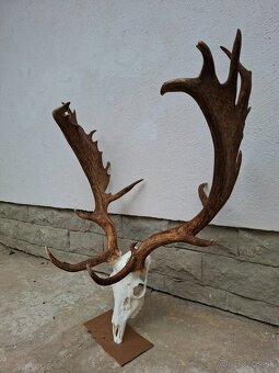 Vyváranie a bielenie trofejí - 2