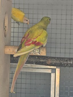 Horsky pastel - 2