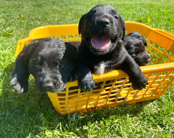 Labrador steniatka - 2
