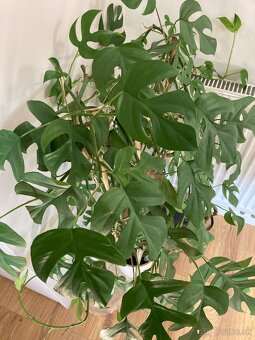 Monstera minima VELKA - 2
