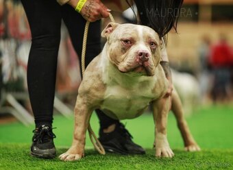 American bully standard/extreme - 2