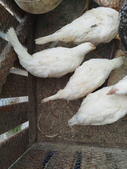Leghorn - 2