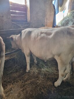 Jalovica charolais - 2
