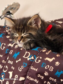 Maine Coon - 2