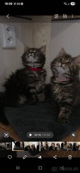 Maine Coon - 2