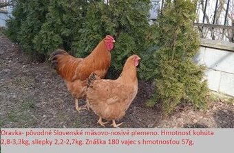 Predám kuriatka oravka žltá veľká - 2