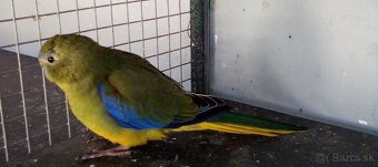 Neofema tyrkysová - 2