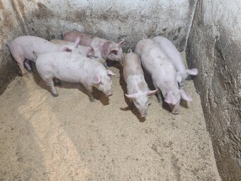 Predám odstavčatá - 2