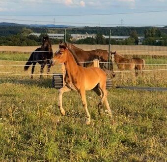 Hřebec Welsh Cob - 2
