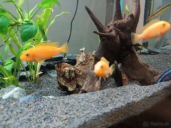 Papuľovec Johannov - 2