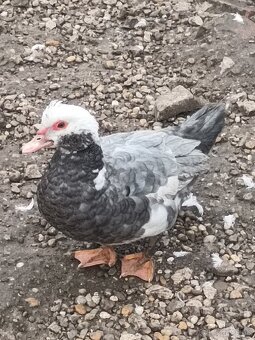 čínske kačice - 2