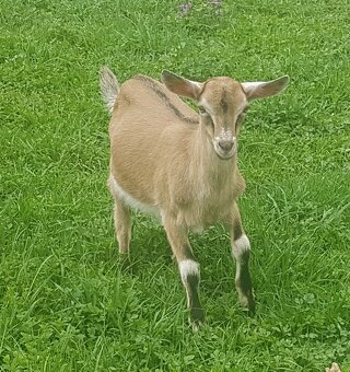 Predám mladého capka na plemeno - 2