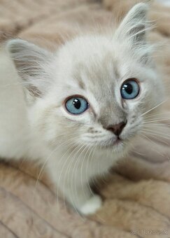 Ragdoll bez PP - 2