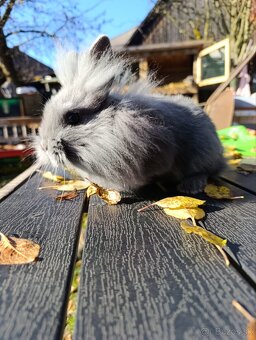 Zakrslý zajačik - 2