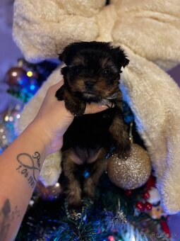 Yorkshirsky terier - 2